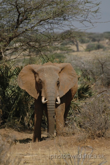 DSC_0033.JPG - African Elephant (Loxodonta africana)