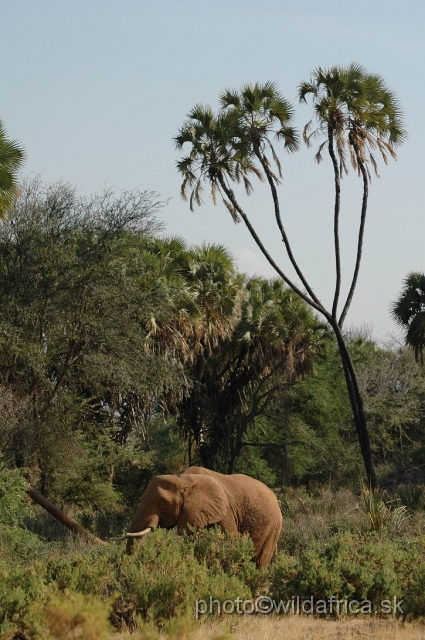 DSC_0129.JPG - African Elephant (Loxodonta africana)