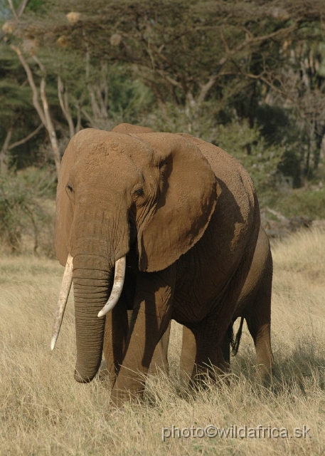 DSC_0165.JPG - African Elephant (Loxodonta africana)