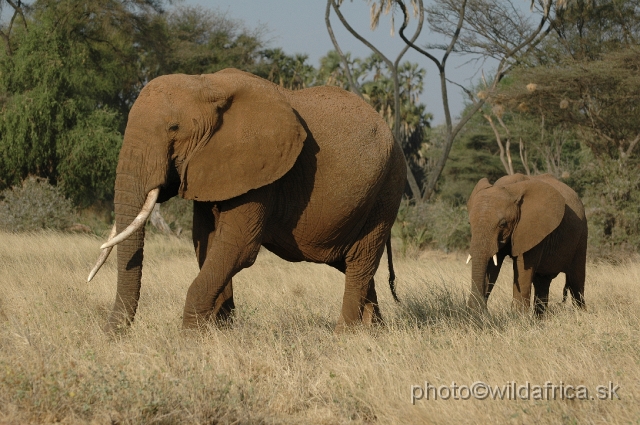 DSC_0166.JPG - African Elephant (Loxodonta africana)