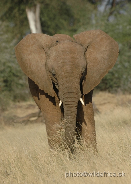 DSC_0171.JPG - African Elephant (Loxodonta africana)