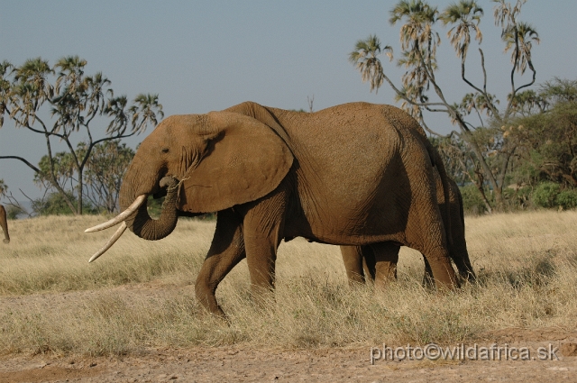 DSC_0176.JPG - African Elephant (Loxodonta africana)