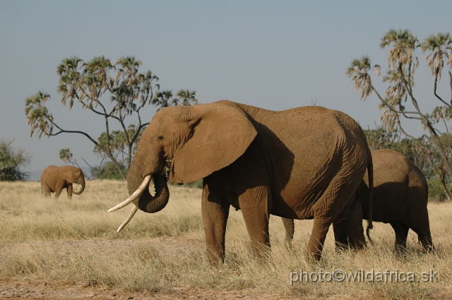 DSC_0178.JPG - African Elephant (Loxodonta africana)