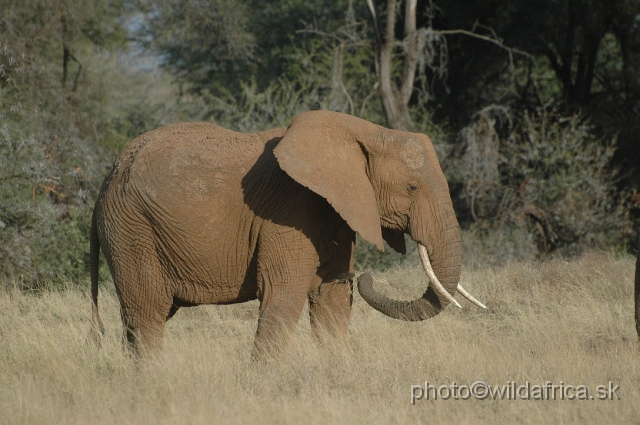 DSC_0180.JPG - African Elephant (Loxodonta africana)