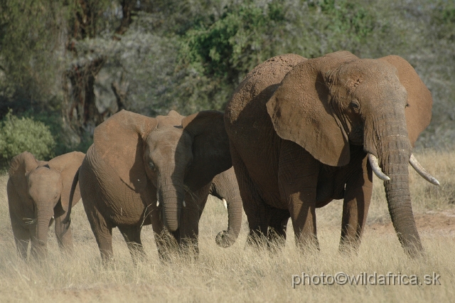 DSC_0187.JPG - African Elephant (Loxodonta africana)