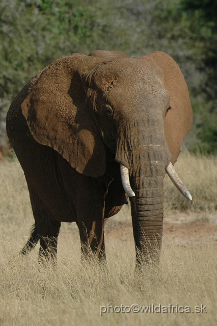 DSC_0188.JPG - African Elephant (Loxodonta africana)