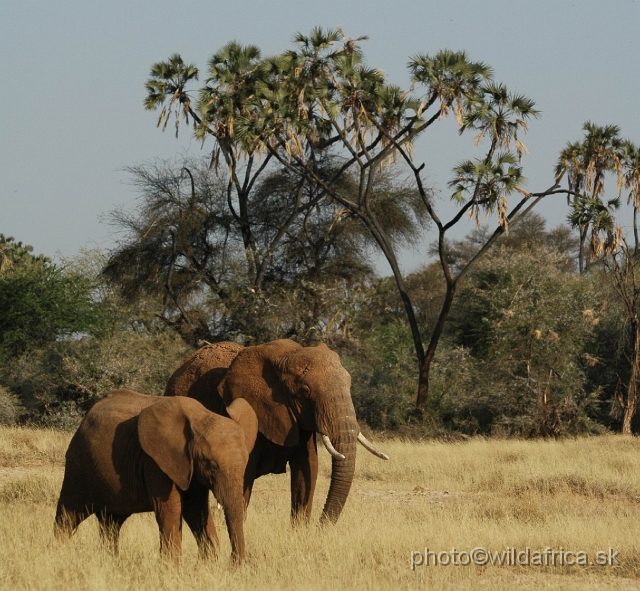 DSC_0191.JPG - African Elephant (Loxodonta africana)