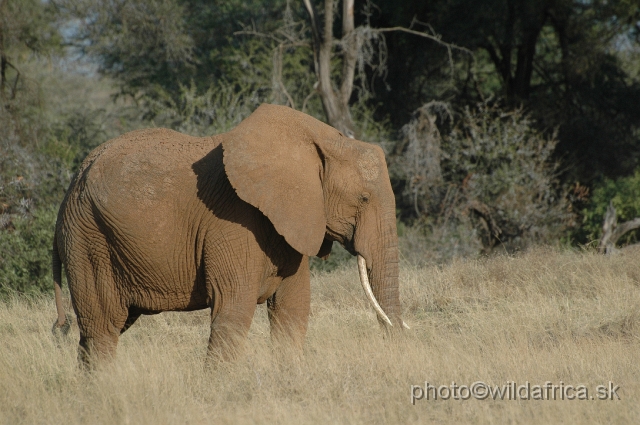 DSC_0193.JPG - African Elephant (Loxodonta africana)