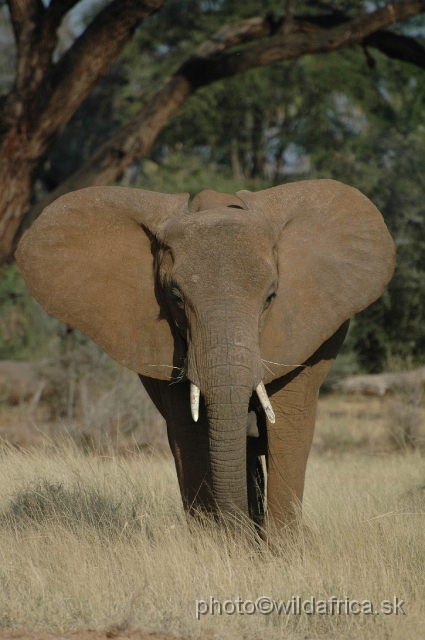 DSC_0198.JPG - African Elephant (Loxodonta africana)