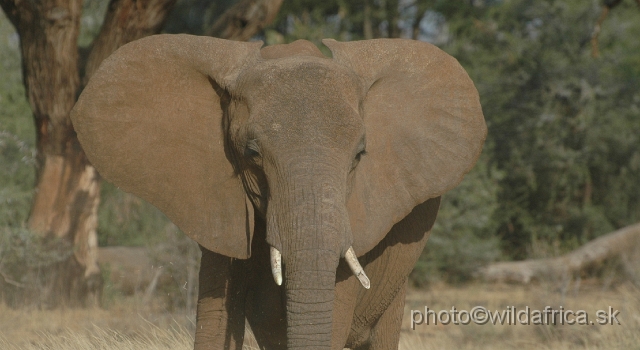 DSC_0200.JPG - African Elephant (Loxodonta africana)