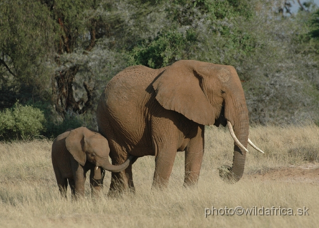 DSC_0211.JPG - African Elephant (Loxodonta africana)