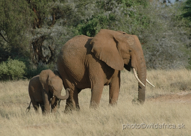 DSC_0212.JPG - African Elephant (Loxodonta africana)