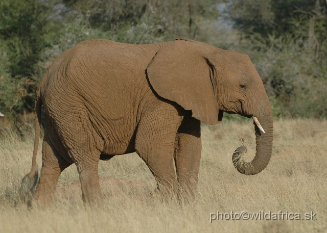 DSC_0223.JPG - African Elephant (Loxodonta africana)