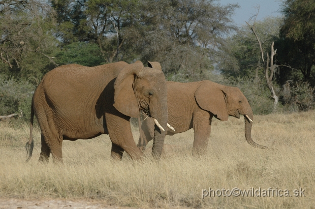 DSC_0225.JPG - African Elephant (Loxodonta africana)