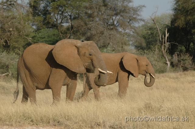 DSC_0226.JPG - African Elephant (Loxodonta africana)