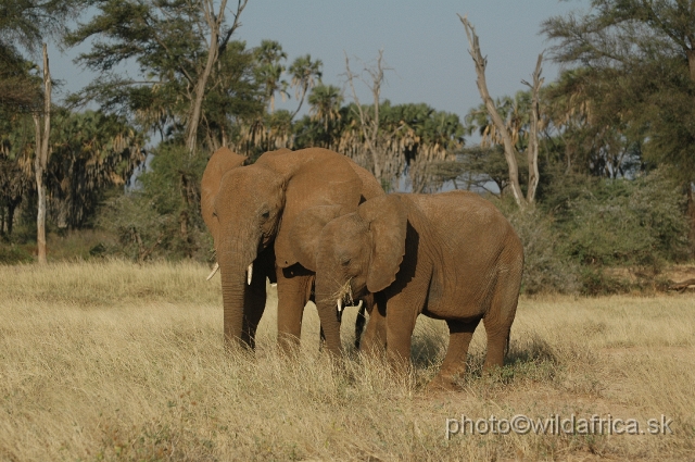 DSC_0227.JPG - African Elephant (Loxodonta africana)