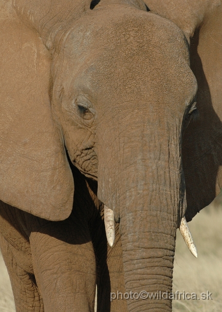 DSC_0232.JPG - African Elephant (Loxodonta africana)