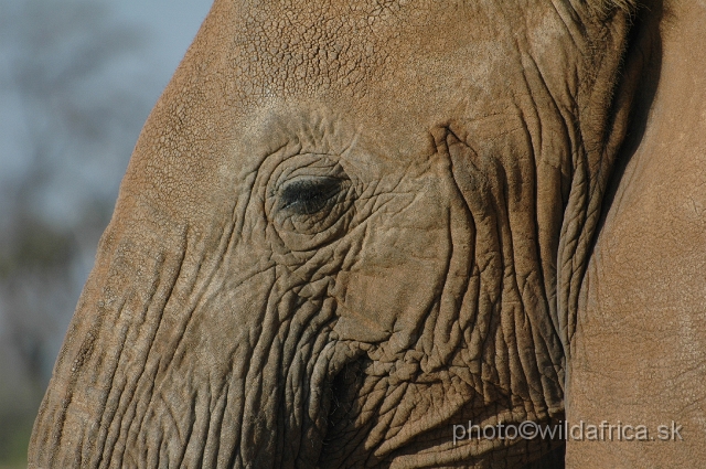 DSC_0235.JPG - African Elephant (Loxodonta africana)