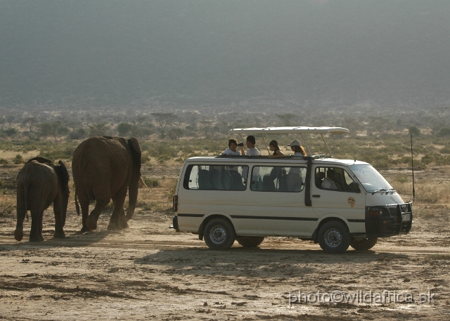 DSC_0236.JPG - African Elephant (Loxodonta africana) as a tourist object.