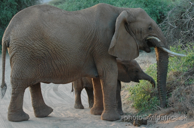 DSC_0367.JPG - African Elephant (Loxodonta africana)