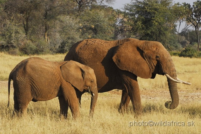 _DSC0214797.JPG - African Elephant (Loxodonta africana)