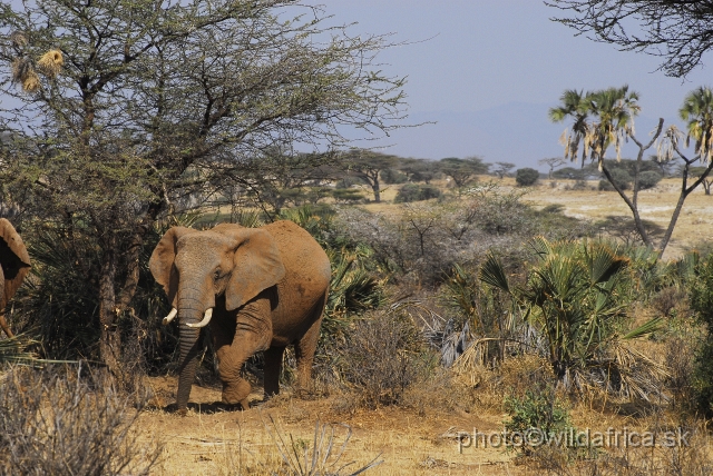 _DSC022035.JPG - African Elephant (Loxodonta africana)