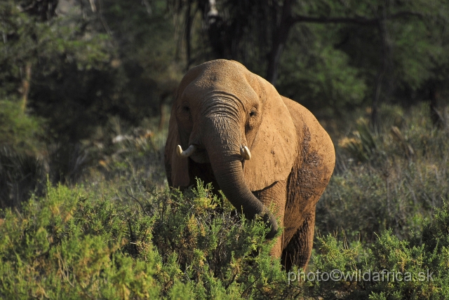 _DSC022402.JPG - African Elephant (Loxodonta africana)