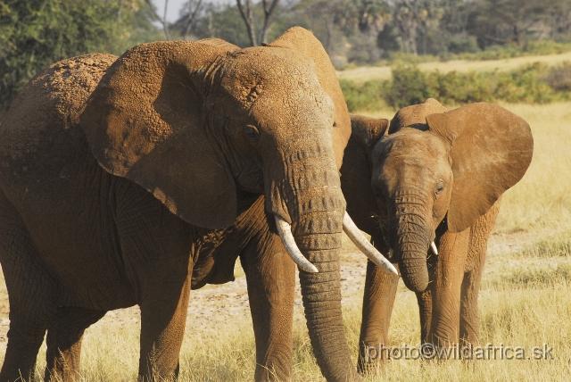 _DSC0299.JPG - African Elephant (Loxodonta africana)