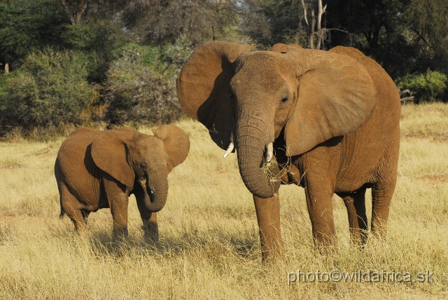 _DSC0325416.JPG - African Elephant (Loxodonta africana)