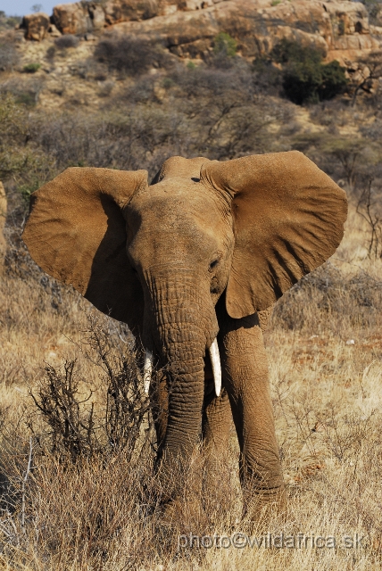 _DSC047067.JPG - African Elephant (Loxodonta africana)