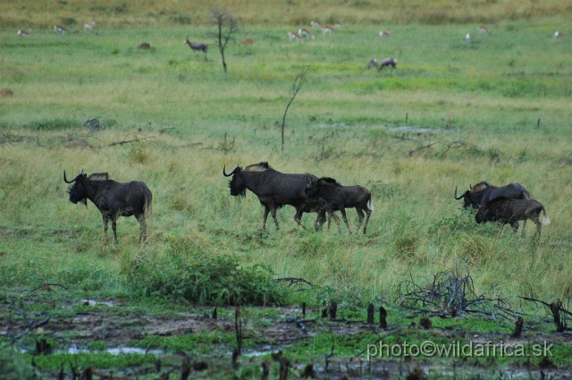DSC_1307.JPG - The black wildebeest was the highlight of the reserve. These were first seen in Africa.
