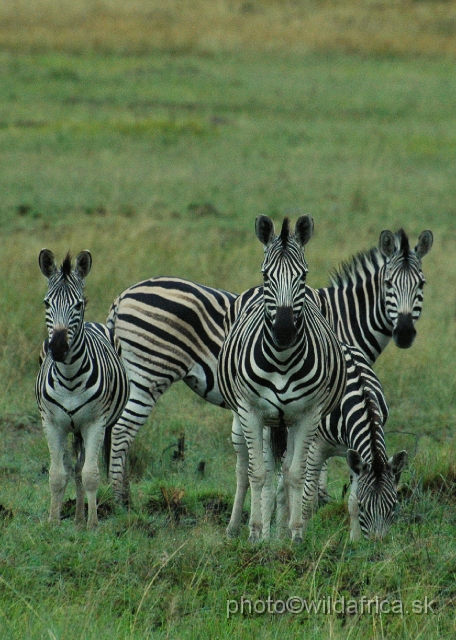 DSC_1314.JPG - Zebras seems as a mixture of Kwa-Zulu Natal and Mpumalanga origin.