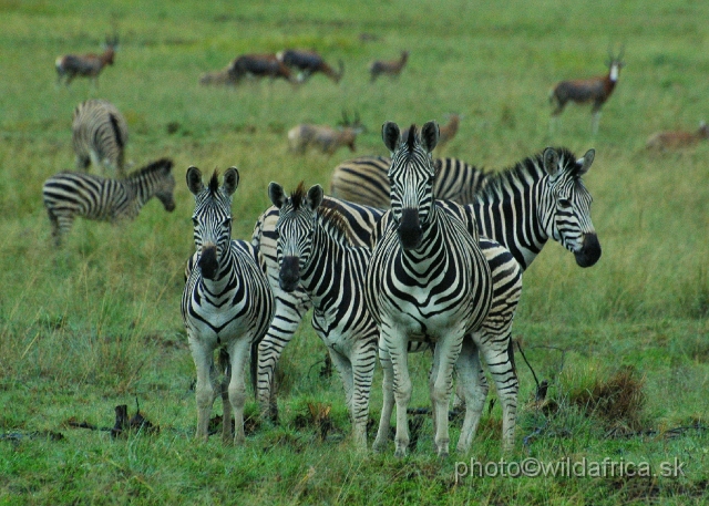 DSC_1319.JPG - Zebras (Equus quagga) were newly imported to the reserve.
