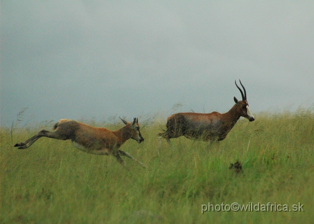 DSC_1340.JPG - A new generation of blesboks.