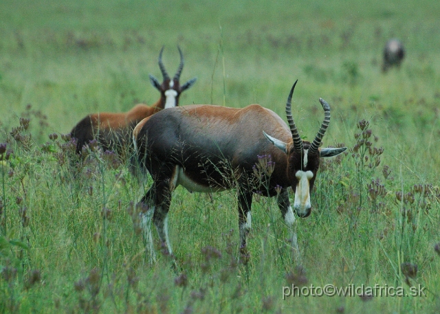 DSC_1378.JPG - Bontebok description: glossy dark purplish brown with white buttock and "stockings".