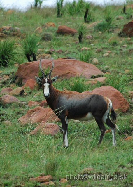 DSC_1397.JPG - The blesbok formerly inhabited the plateau grasslands known as a highveld.
