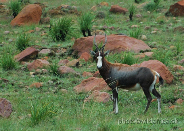 DSC_1398.JPG - This should be blesbok (Damaliscus dorcas phillipsi) but some specimens seemed as a hybrid of blesbok and bontebock. The body coloration and frontal markings indicated possible influence.