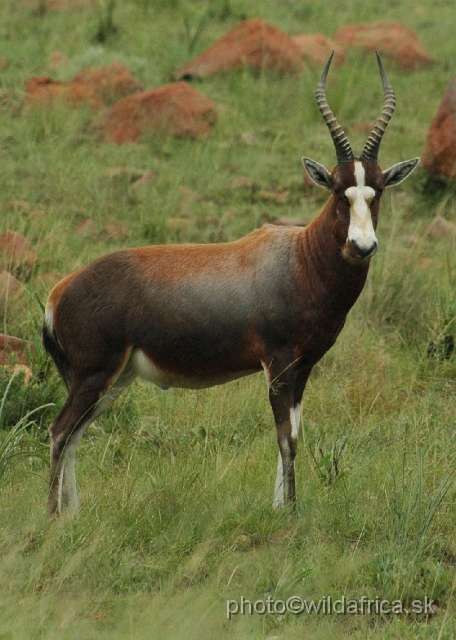 DSC_1404.JPG - with ill-defined off-white buttocks and off-white lower legs plus paler horns. Some animals seemed to me as an intermediate hybrids.