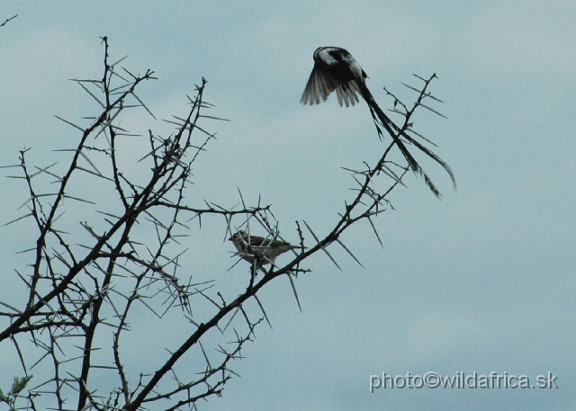 DSC_1408.JPG - The courtship behaviour of the Pin-tailed Whydahs (Vidua macroura).