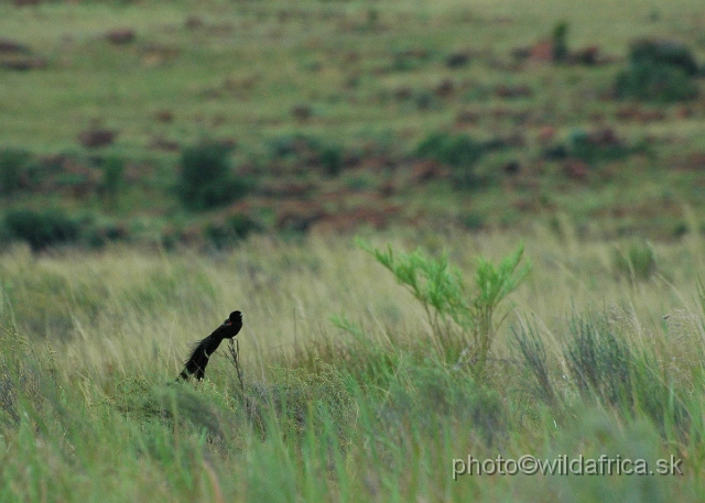 DSC_1410.JPG - Long-tailed Widowbird (Euplectes progne) prefers open upland grassland.