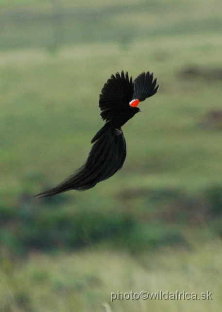 DSC_1448.JPG - Long-tailed Widowbird (Euplectes progne).