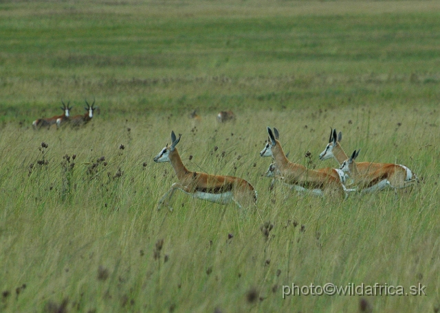 DSC_1477.JPG - Springbok is one of the four introduced antelope species.