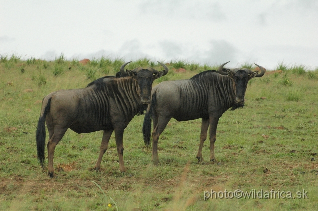 DSC_1493.JPG - Blue wildebeest is also introduced and not original species in the reserve.