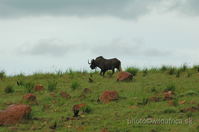 DSC_1497.JPG - The black wildebeest is naturally occuring here.