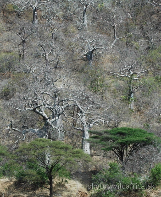 DSC_1365.JPG - Baobab Valley