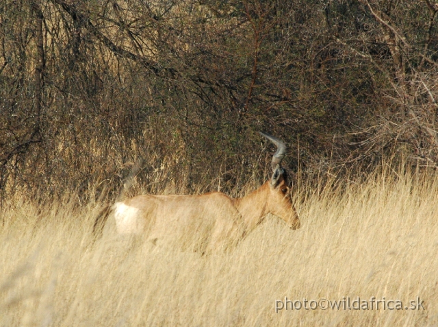 DSC_1791.JPG - Our first encounter with Red Hartebeest in Africa.