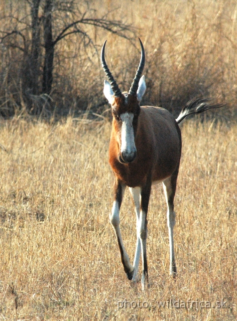 DSC_1800.JPG - Introduced Blesbok (Damaliscus lunatus phillipsi)