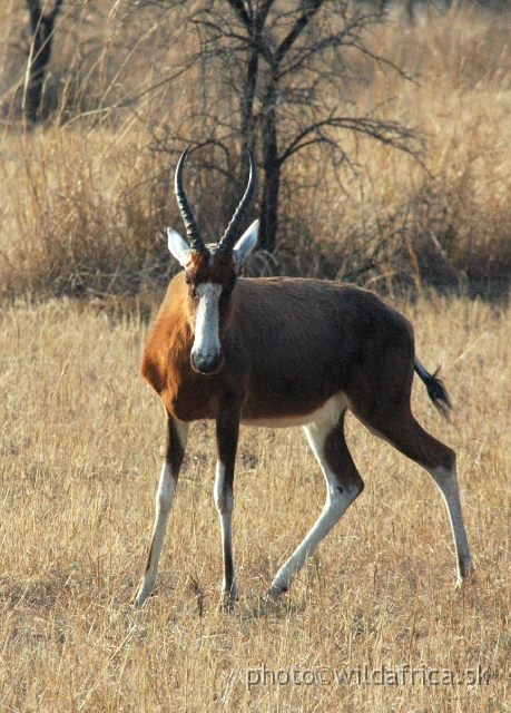 DSC_1803.JPG - Introduced Blesbok (Damaliscus lunatus phillipsi)