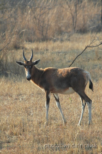 DSC_1813.JPG - Introduced Blesbok (Damaliscus lunatus phillipsi)