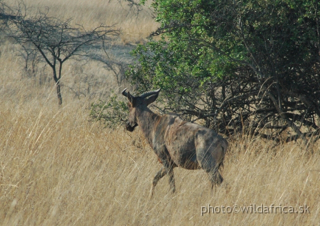 DSC_1816.JPG - Our first meeting with Tsessebe (Damaliscus lunatus lunatus)